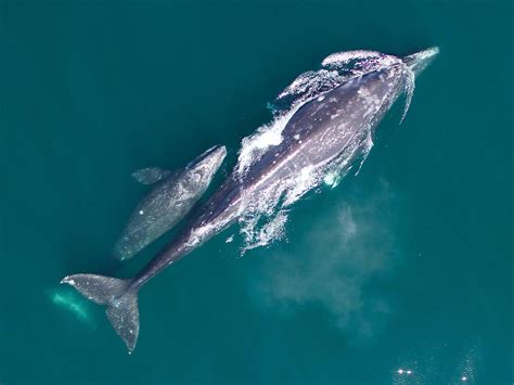gray whale fishing life|Gray whale .